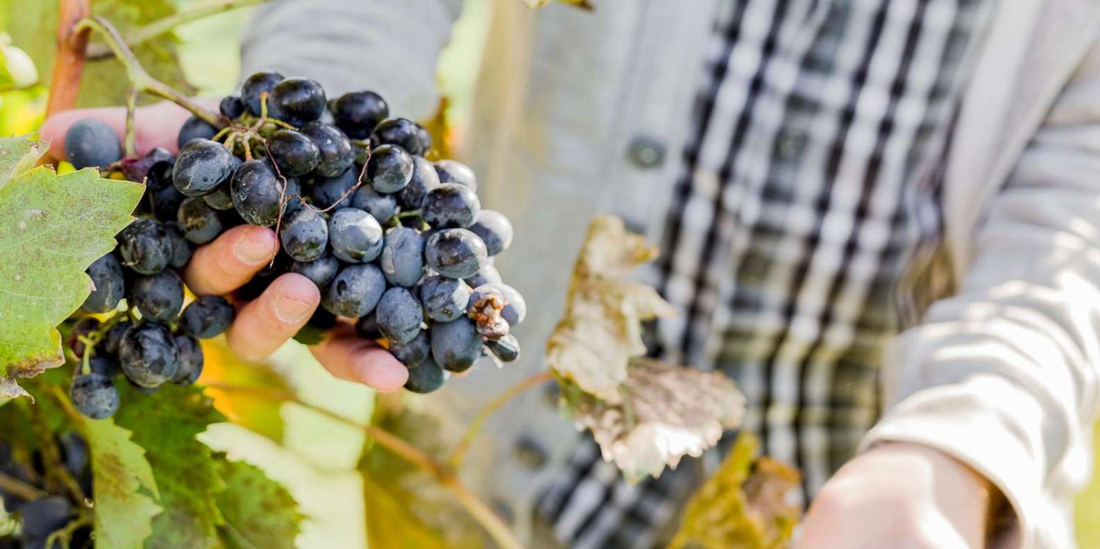 Napa Valley wine tour — vineyards and wine tasting — image 2