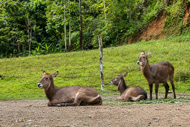 Cebu: Family-Friendly Cebu Safari & Tops Tour