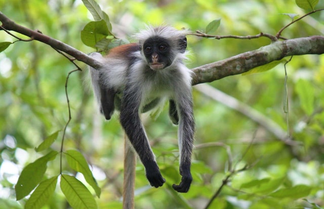 Zanzibar: Jozani Forest Watching Colobus Monkeys Guided Tour