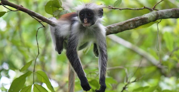 Zanzibar: Jozani Forest Watching Colobus Monkeys Guided Tour