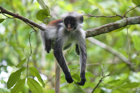 Zanzibar: Jozani Forest en Kuza Cave rondleiding