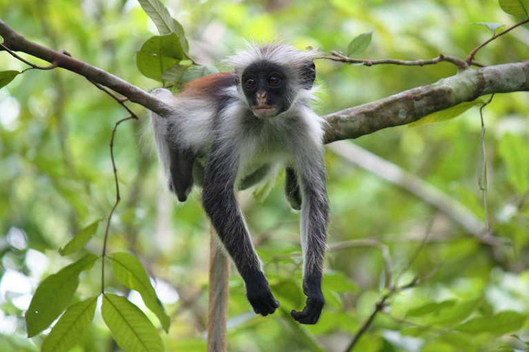 Zanzibar: Visita guiada à floresta de Jozani e à gruta de Kuza