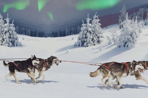 Rovaniemi: noorderlicht en husky-sleetocht