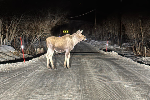 Narvik/Harstad : Excursion d&#039;une journée dans les Fjords avec arrêt à la ferme des rennes