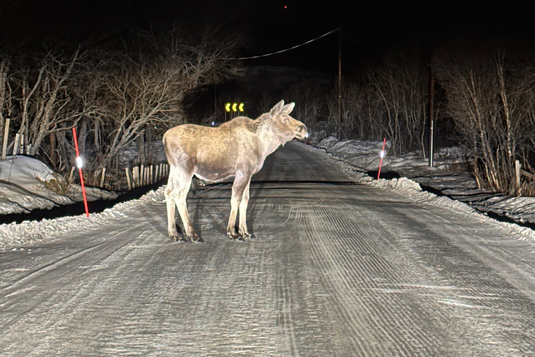 Narvik/Harstad : Excursion d&#039;une journée dans les Fjords avec arrêt à la ferme des rennes