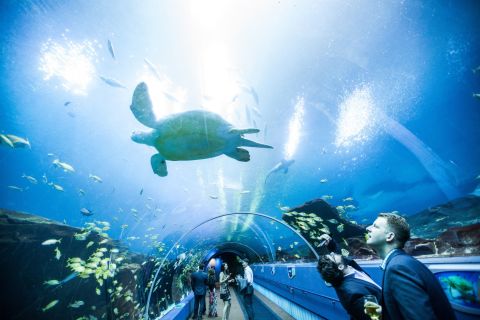 Georgia Aquarium: Ocean Voyager Virtual Tour