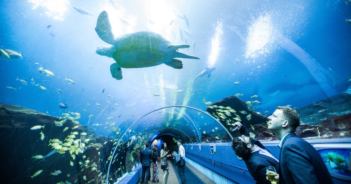 virtual tour of the georgia aquarium