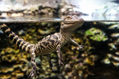Georgia Aquarium: River Scout Virtual Tour