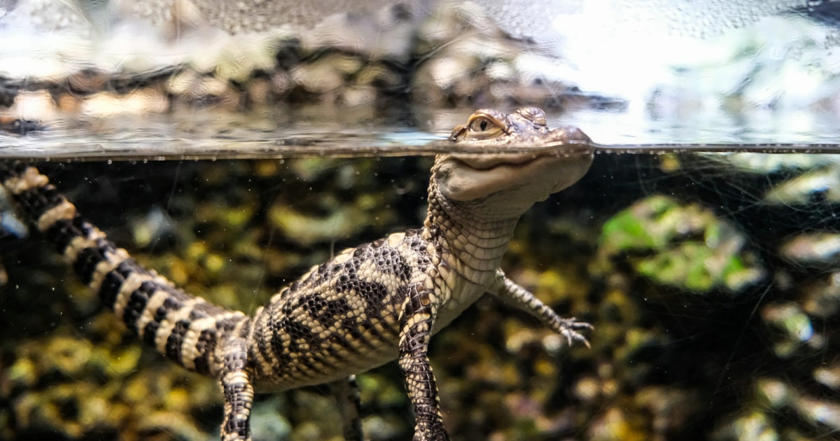 Aquarium River Scout Virtual Tour GetYourGuide