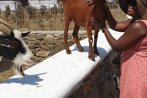 Mykonos: Visita guiada à fazenda, à vila de Ano Mera e às praias