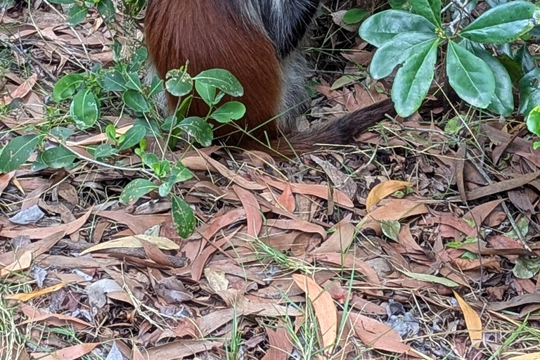 Zanzibar: The Rock, Paje Beach, Jozani Forest & Salaam Cave Prívate tour with No Hotel pick up and drop off.