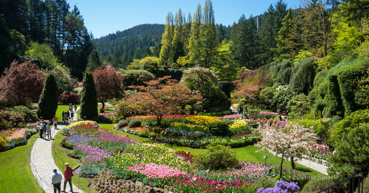 From Vancouver: Butchart Gardens & Victoria Sightseeing Tour | GetYourGuide