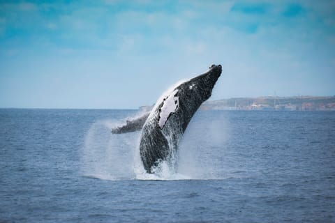 From Ponta Delgada: Whale and Dolphin Watching Trip
