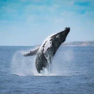 Ponta Delgada: tour con avvistamento di balene e delfini