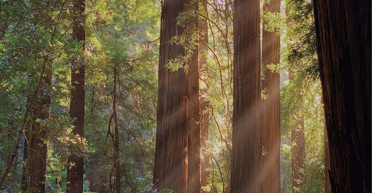 San Francisco: Muir Woods with Napa and Sonoma Wine Tour