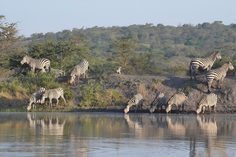 Uganda: 2-Day Lake Mburo National Park Safari