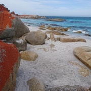 Launceston: Bay of Fires Tour with Bridestowe Lavender Farm