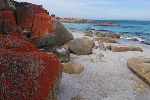 Launceston: Bay of Fires Tour with Bridestowe Lavender Farm