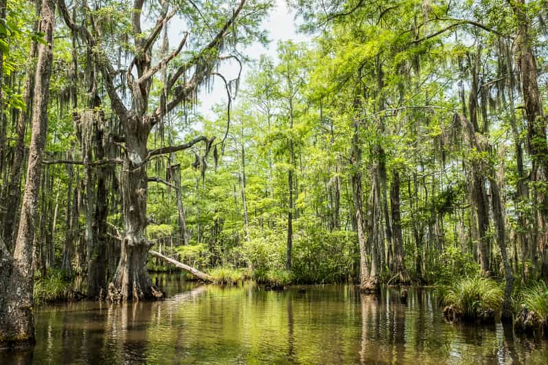 From New Orleans: High-Speed Bayou Swamp Half-Day Airboat Tour with ...