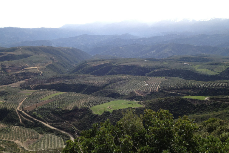 Private Exclusive Manousakis Winery and Vineyard Tour