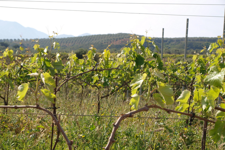 Private Exclusive Manousakis Winery and Vineyard Tour