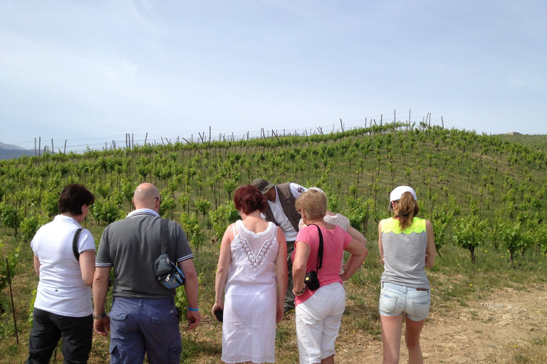 Private Exclusive Manousakis Winery and Vineyard Tour