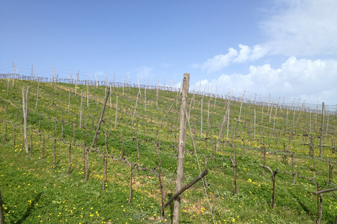 Private Exclusive Manousakis Winery and Vineyard Tour