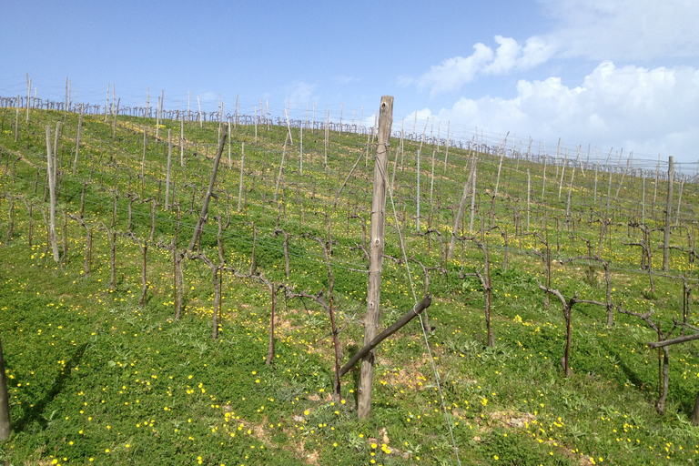 Private Exclusive Manousakis Winery and Vineyard Tour