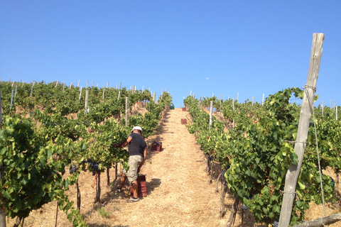 Private Exclusive Manousakis Winery and Vineyard Tour