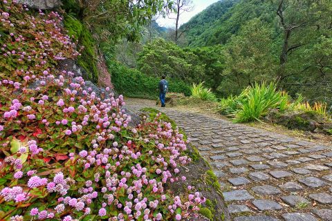 São Miguel Island: Guided Hiking Tour via Salto do Prego