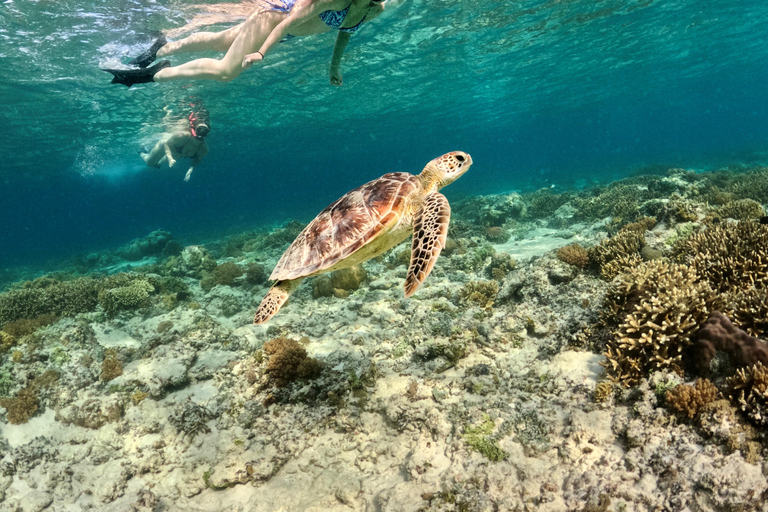 From Gili Meno: Private & Group Gili Islands Snorkeling 4-Hour Private Snorkeling Tour with GoPro Camera