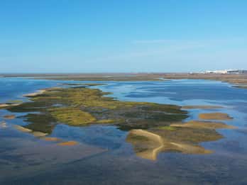 Ria Formosa: Armona and Culatra Islands 3-Hour Boat Tour