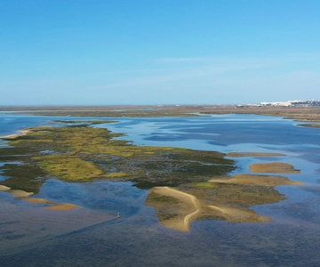 Ria Formosa : tour en bateau de 3 heures des îles Armona et Culatra