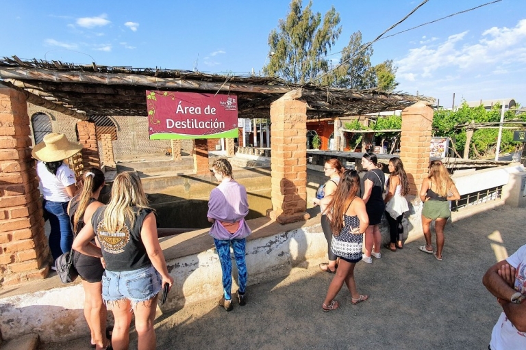 Paracas ou Pisco: visite privée de l'oasis de Huacachina et balade en buggy