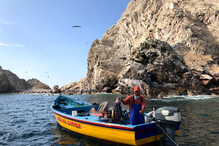 Från Paracas: Båttur till ön Ballestas med natursköna båtar