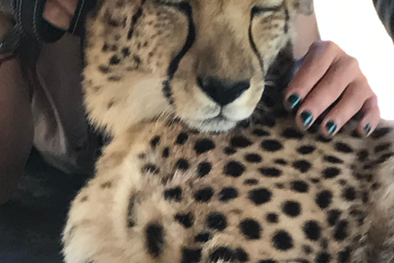 Cheetah, Giraffes Encounter, lion's park, and Wine Tasting