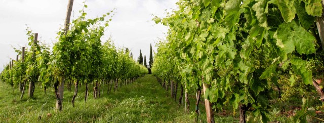 Visit Cilento's Wine Tour Discover the Secrets in Castellabate