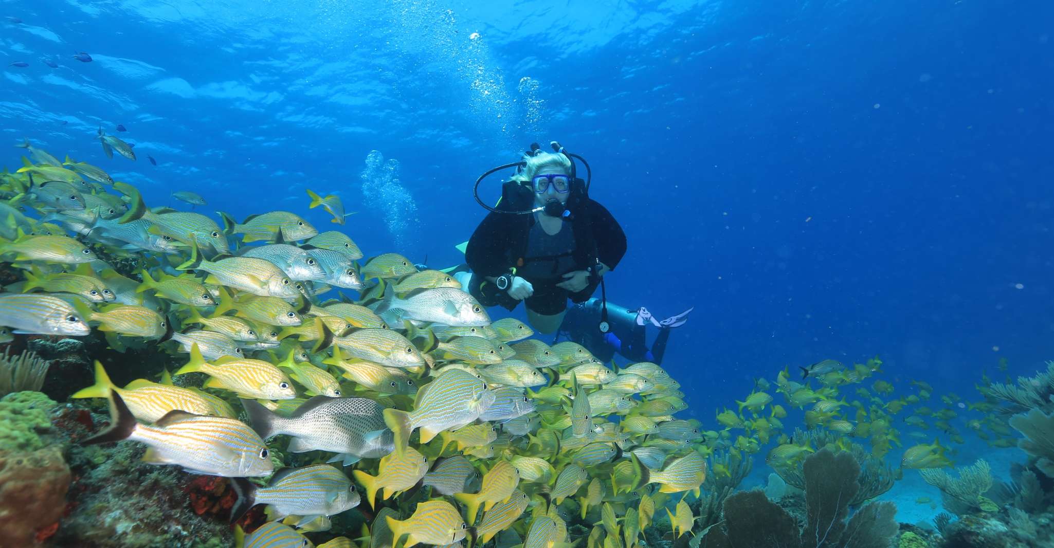 Cancun, Scuba Diving for Beginners, 2 Dives - Housity