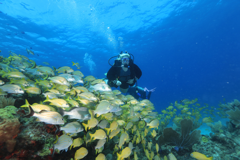 Cancún: buceo para principiantes, 2 inmersionesCancún: buceo para principiantes, 2 tanques