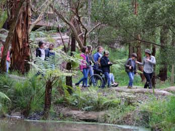 Great Ocean Road: Guided Wildlife Walk that Supports Nature
