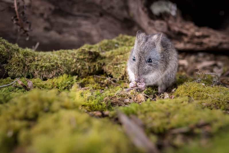 Great Ocean Road Guided Wildlife Walk