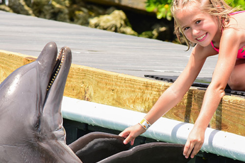 Cayos de Florida: experiencia con delfines en el muelle