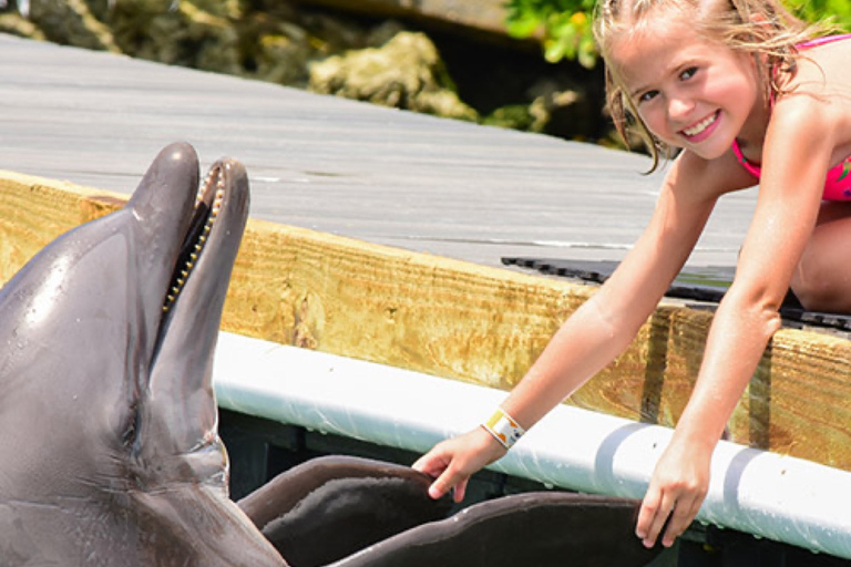 Cayos de Florida: experiencia con delfines en el muelle