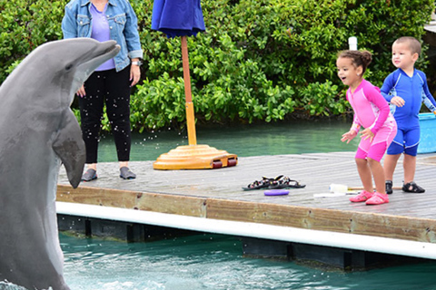 Florida Keys: expérience des dauphins à quai