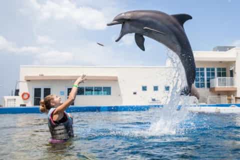 St. Augustine: Marineland Interactive Dolphin Experience