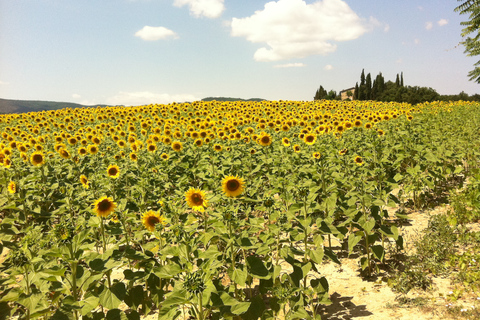 Au départ de Florence : Sienne, Cortona, Montepulciano et Val d'Orcia