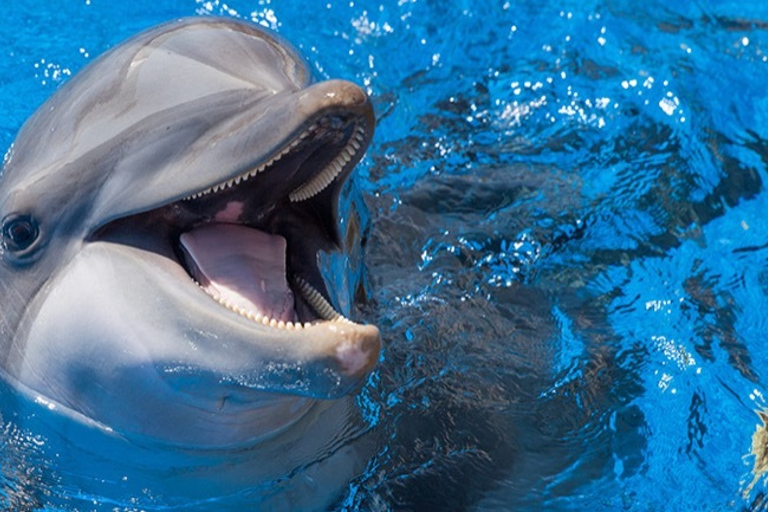 Cayos de Florida: experiencia con delfines en el muelle