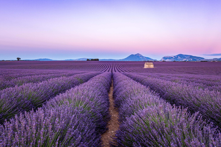 Wild Alps, Verdon Canyon, Moustiers village, Lavender fields