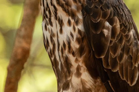 From Bentota: All Inclusive Yala National Park Jeep Safari Mirissa/Weligama/Matara/Tangalle: Yala Leopard Safari