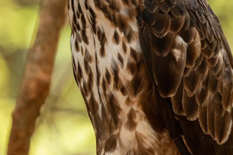 From Bentota: All Inclusive Yala National Park Jeep Safari Mirissa/Weligama/Matara/Tangalle: Yala Leopard Safari